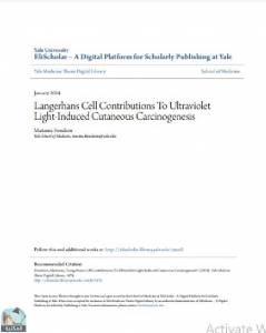 Langerhans Cell Contributions To Ultraviolet Light-Induced Cutaneous Carcinogenesis 